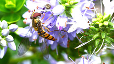 Garten-Schwebfliege (12).jpg